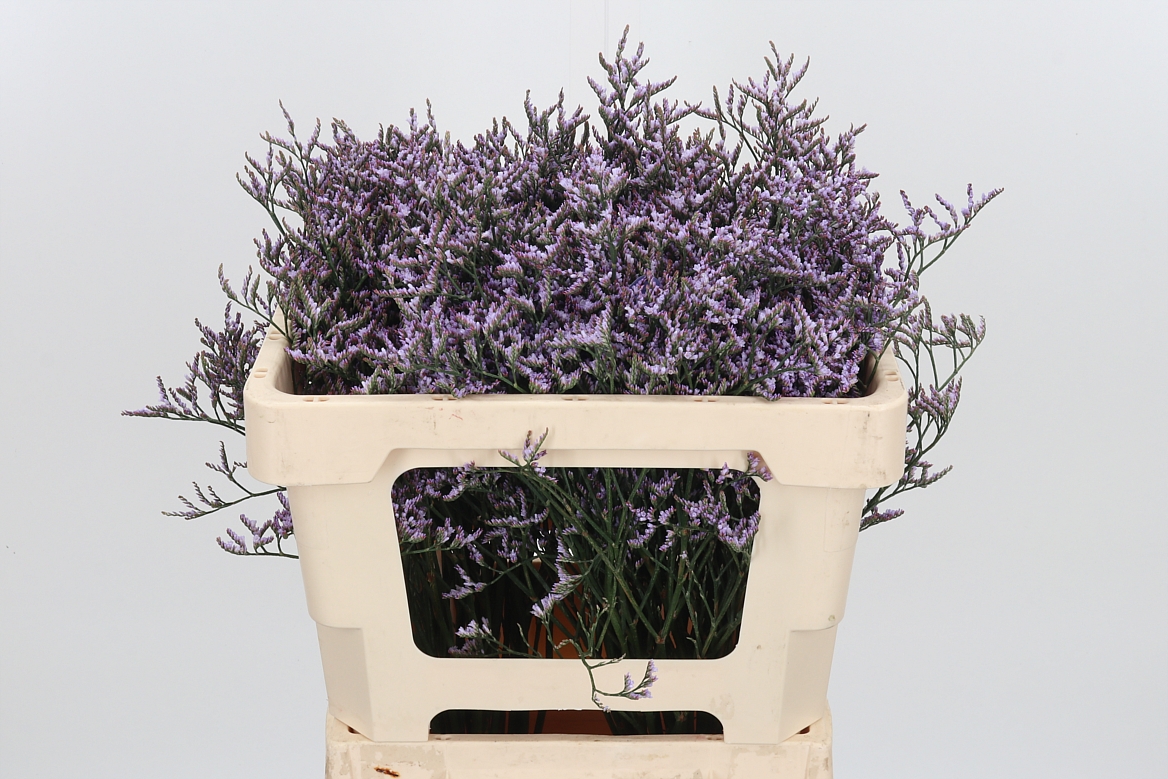 Limonium Safora Lilac 50cm 15gr.