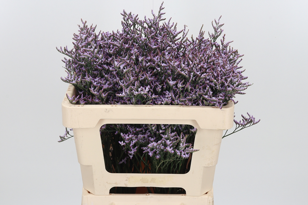 Limonium Safora Lilac 50cm 15gr.