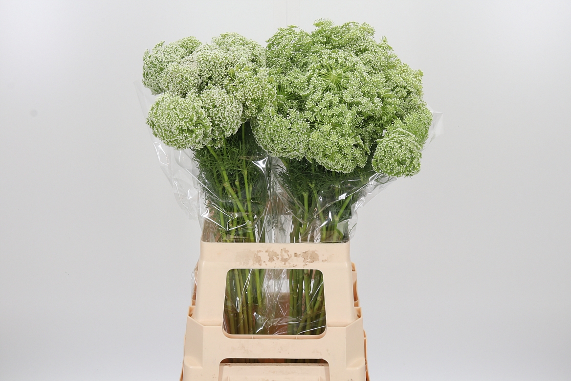Ammi Visnaga Casablanca 70cm