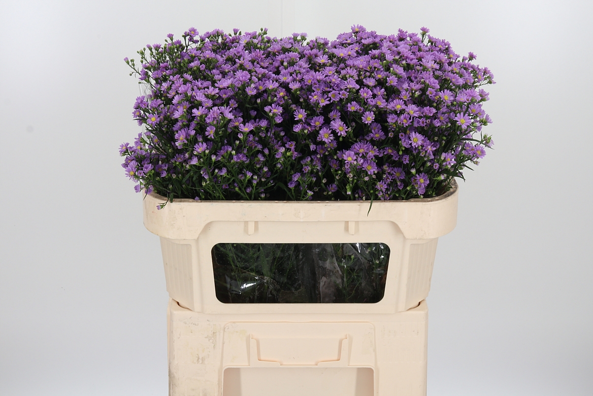 Aster Teeny Tiny Pink 70cm 20gr.
