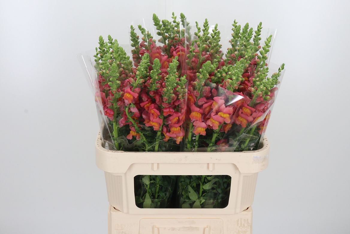 Antirrhinum Potomac Dark Orange 75cm