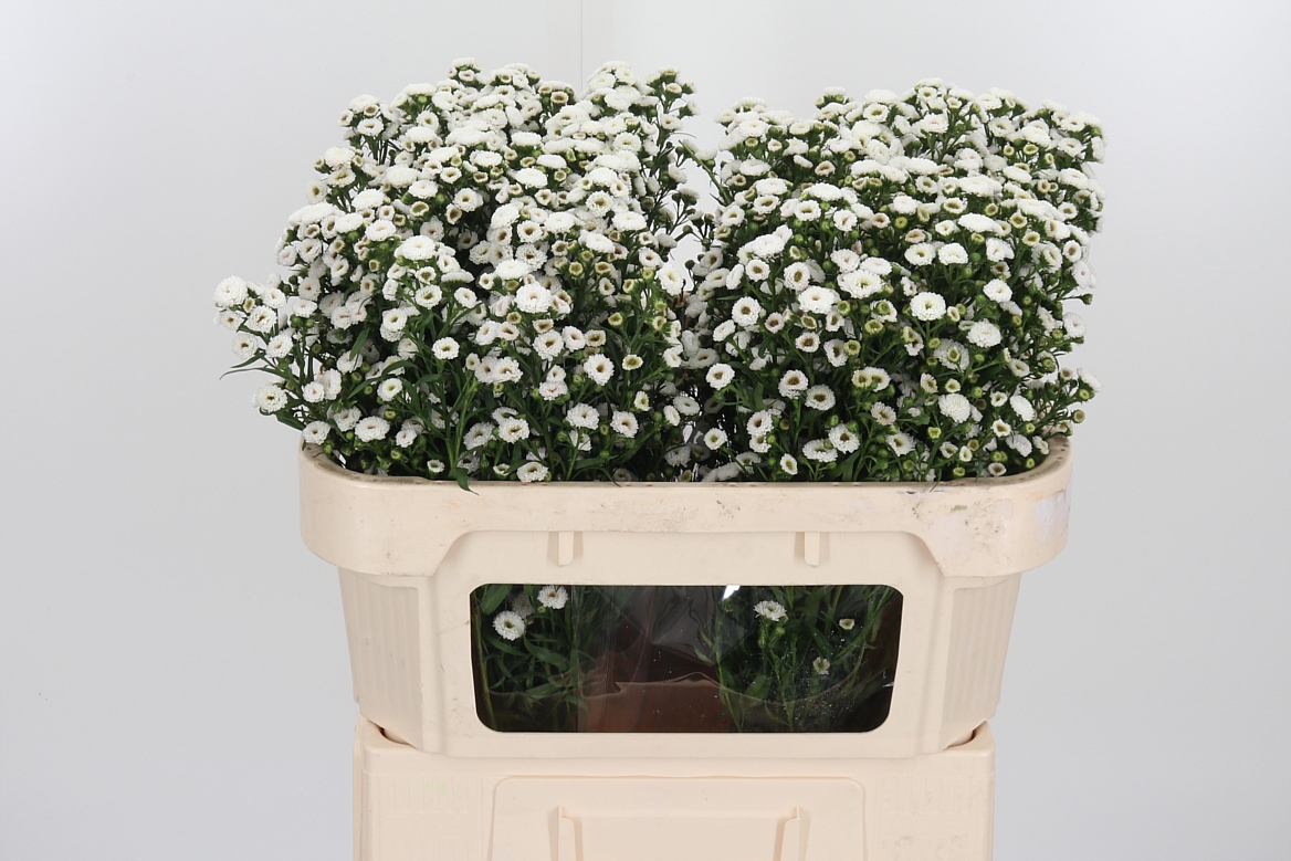 Aster Pompon 70cm 25gr.
