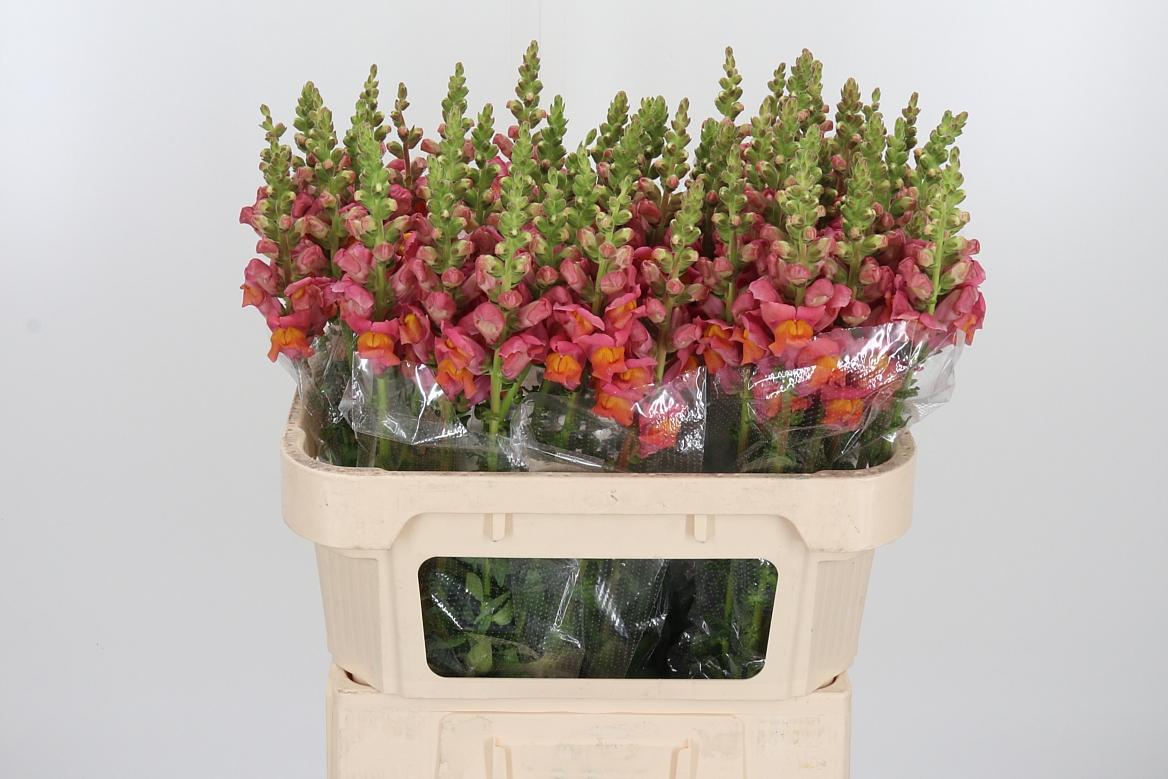 Antirrhinum Potomac Dark Orange 80cm