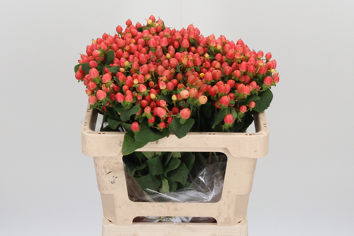 Hypericum Magical Royal Princess 60cm