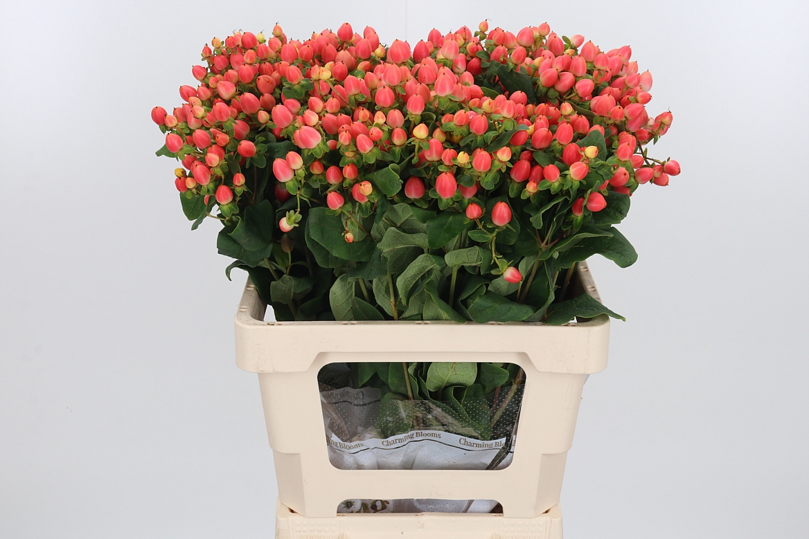 Hypericum Magical Royal Princess 50cm