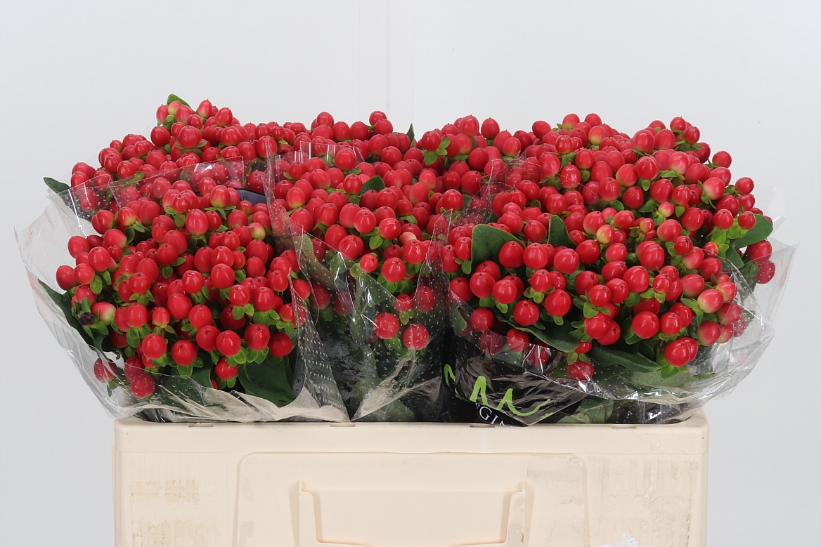 Hypericum Tomato Flair 50cm