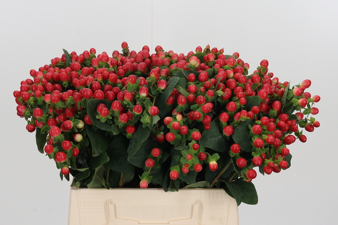 Hypericum Tomato Flair 40cm