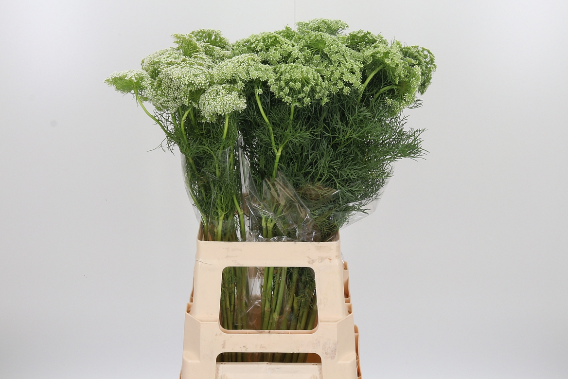 Ammi Visnaga Casablanca 70cm