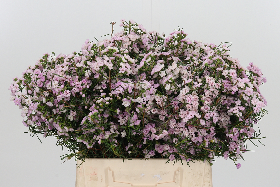 Chamelaucium Dancing Queen 40cm 20gr.