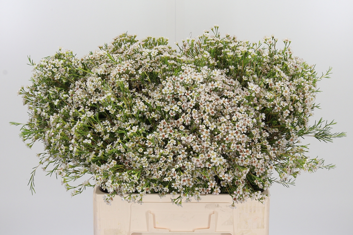 Chamelaucium Pearl Buttons 60cm 30gr.