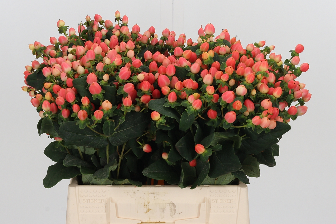 Hypericum Magical Royal Princess 40cm