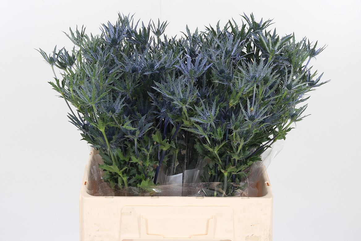 Eryngium Pacific Blue Stripe 60cm