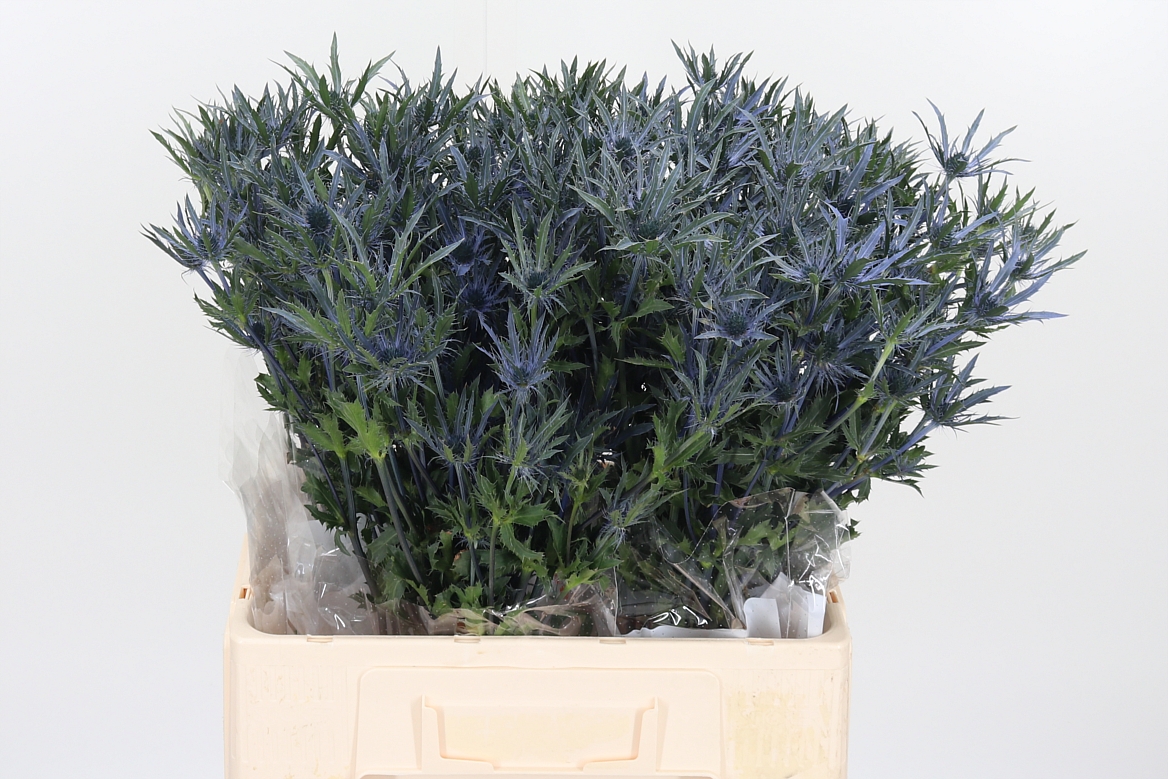 Eryngium Pacific Blue Stripe 60cm