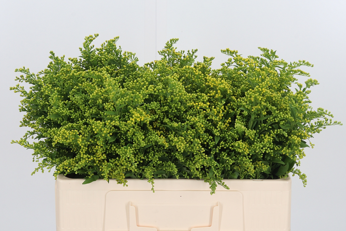 Solidago Carzan Glory 50cm 15gr.