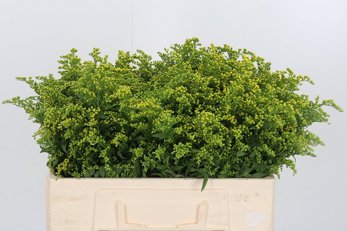 Solidago Carzan Glory 50cm 15gr.