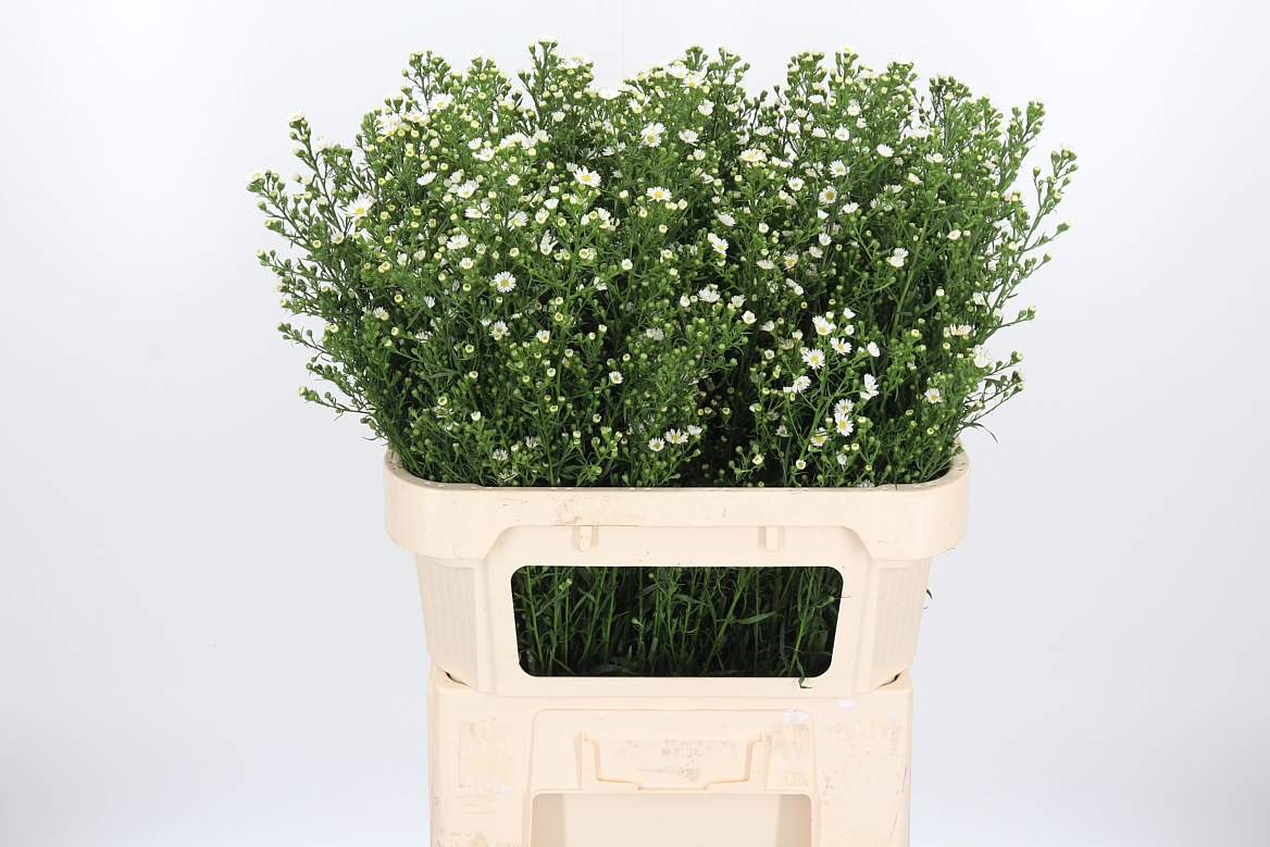 Aster Paquita 80cm 40gr.