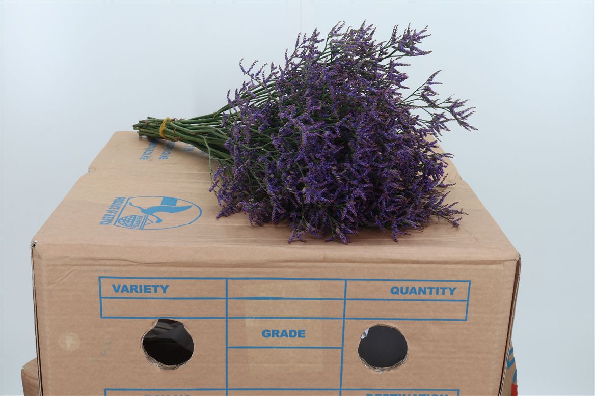 Limonium Safora Pink Sky 50cm 10gr.