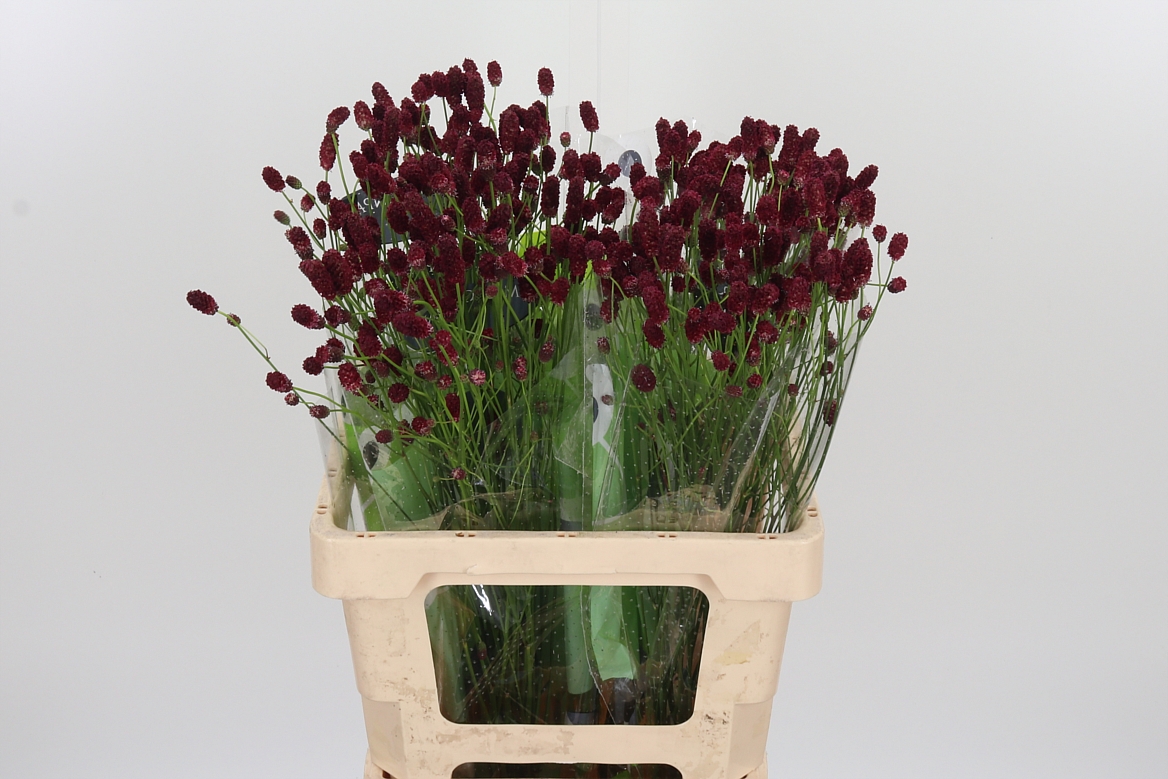 Sanguisorba Officinalis Red Dream 60cm