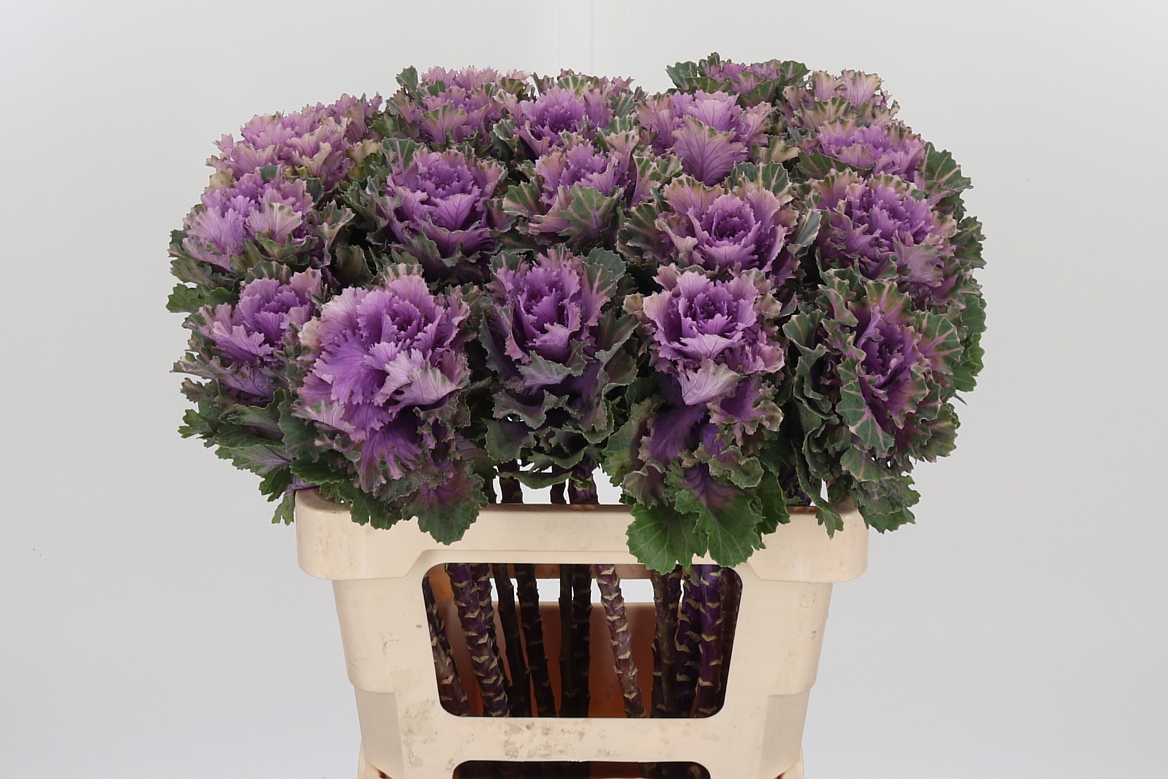 Brassica Empire Ksenia 60cm