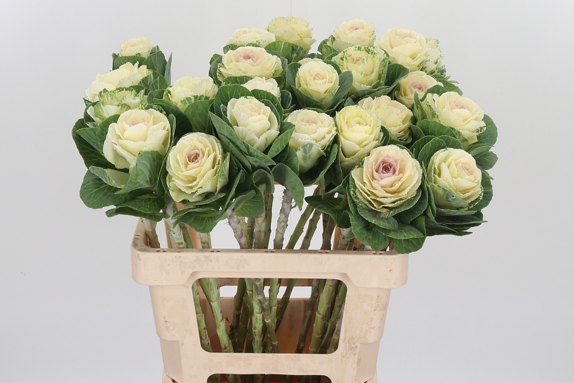 Brassica White Crane 60cm