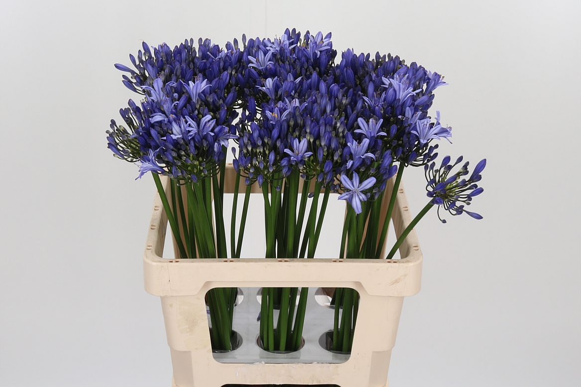 Agapanthus Uri 60cm