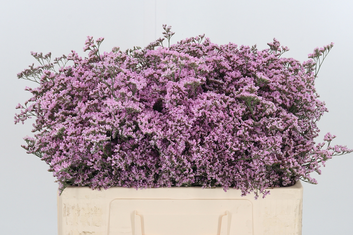 Limonium Safora Oshi Pink 50cm 20gr.