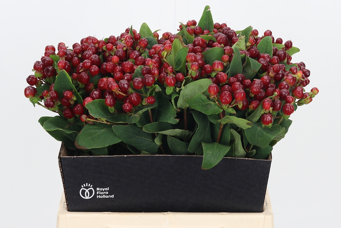 Hypericum Magical Cherry 40cm