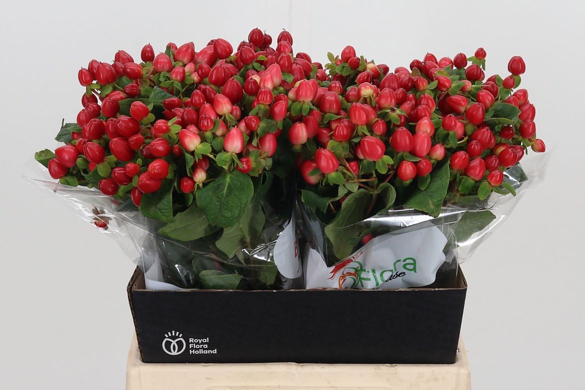 Hypericum Magical Triumph 40cm