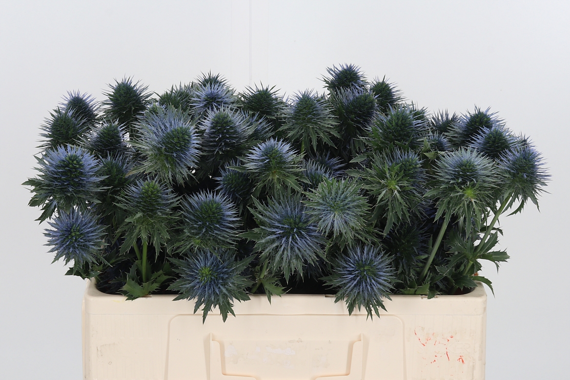 Eryngium Alpinum Scorpius Questar 50cm