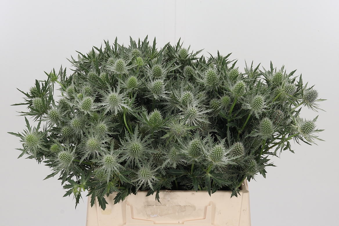 Eryngium Alpinum Gemini Questar 40cm
