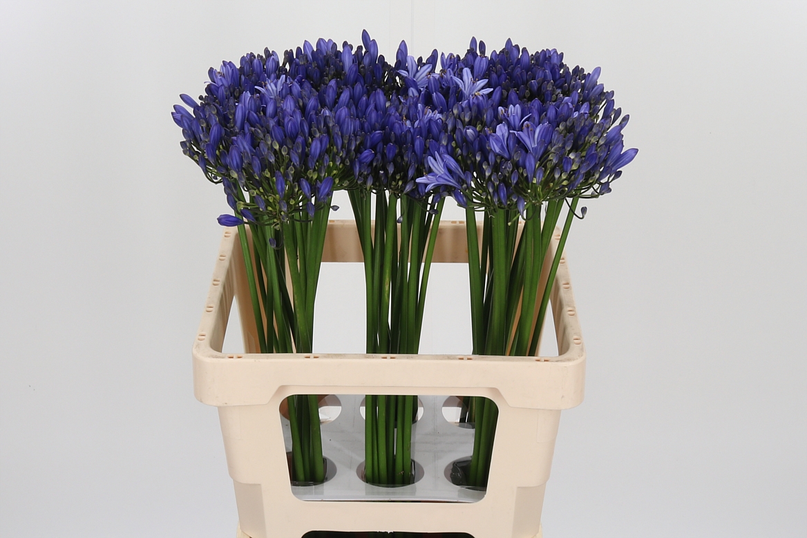 Agapanthus Uri 60cm