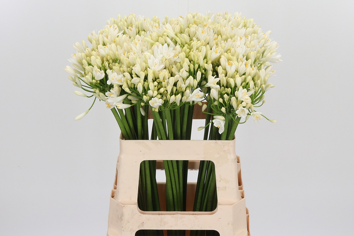 Agapanthus Gletsjer 60cm