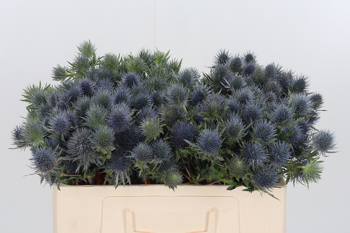 Eryngium Magical Anita 50cm