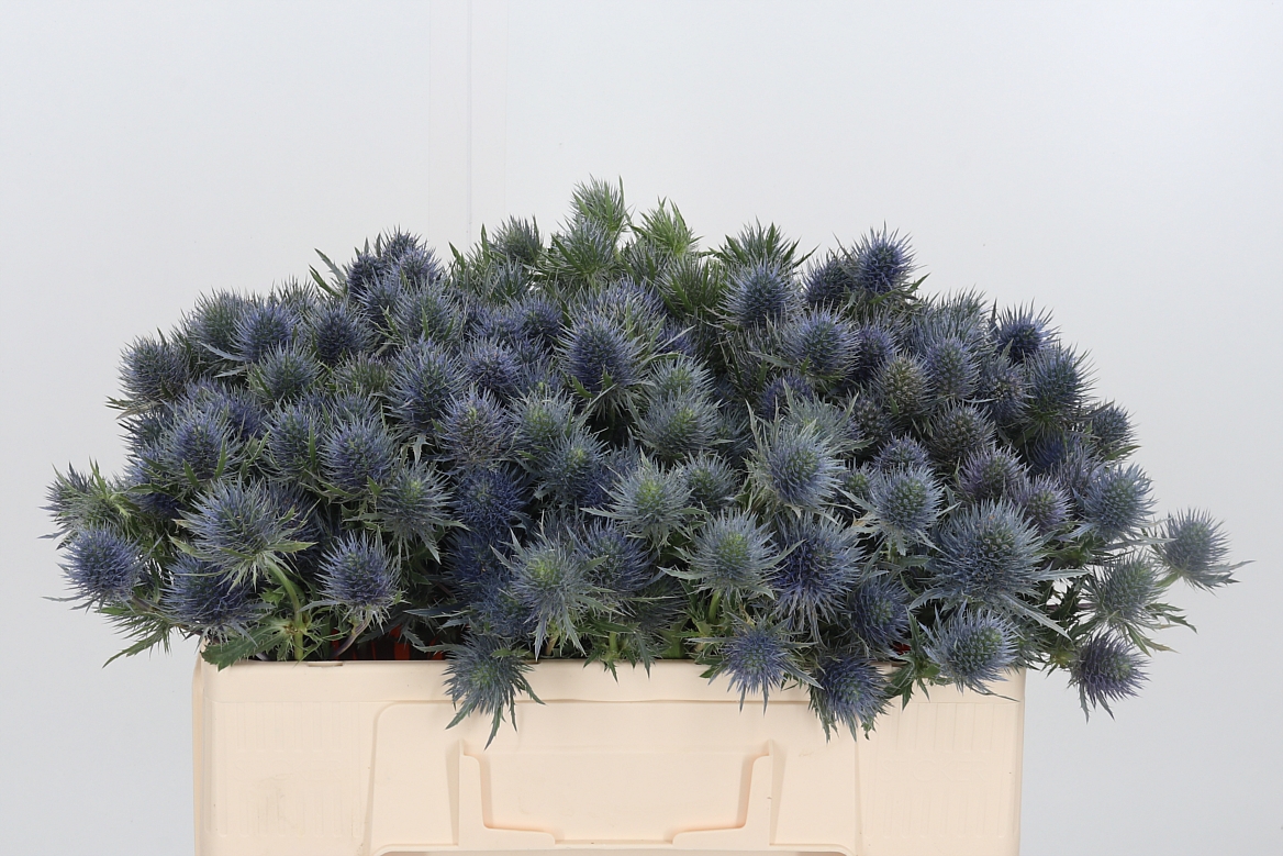 Eryngium Magical Anita 50cm