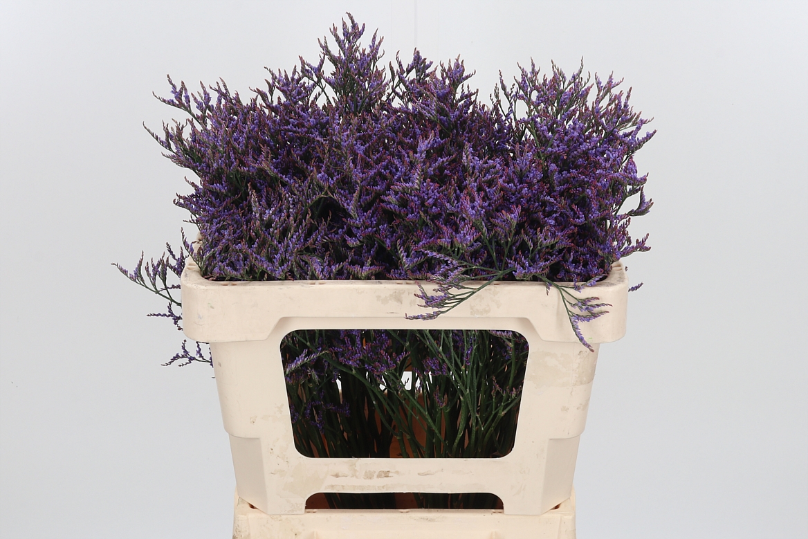 Limonium Safora Dark Blue 50cm 15gr.