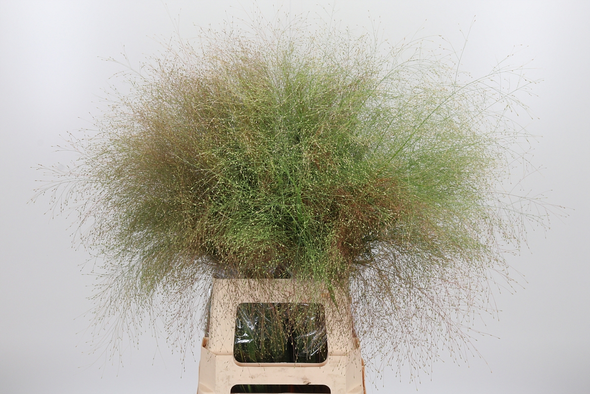 Panicum Fontaine 80cm