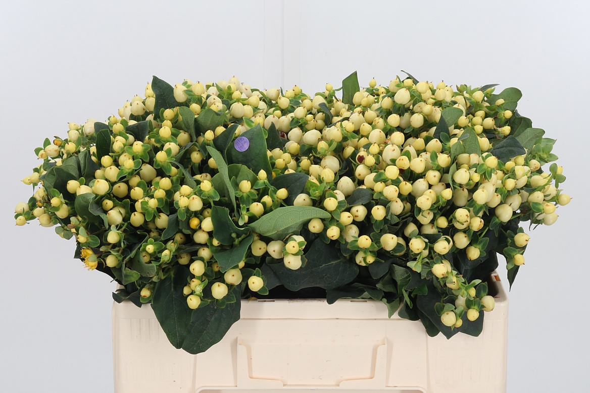 Hypericum Magical Snowprince 50cm