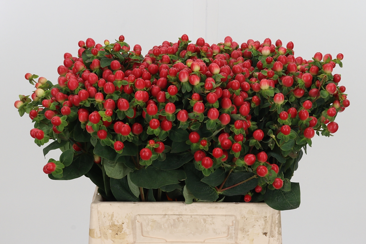 Hypericum Tomato Flair 40cm
