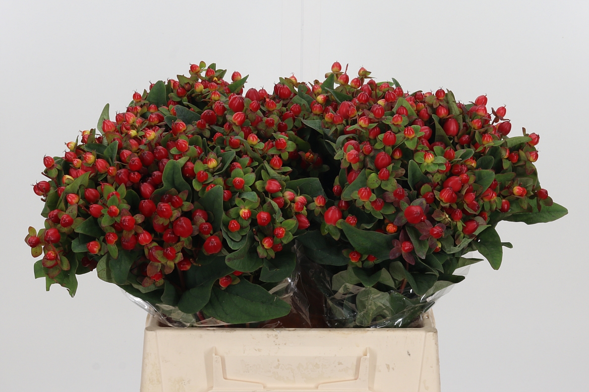 Hypericum Magical Triumph 40cm