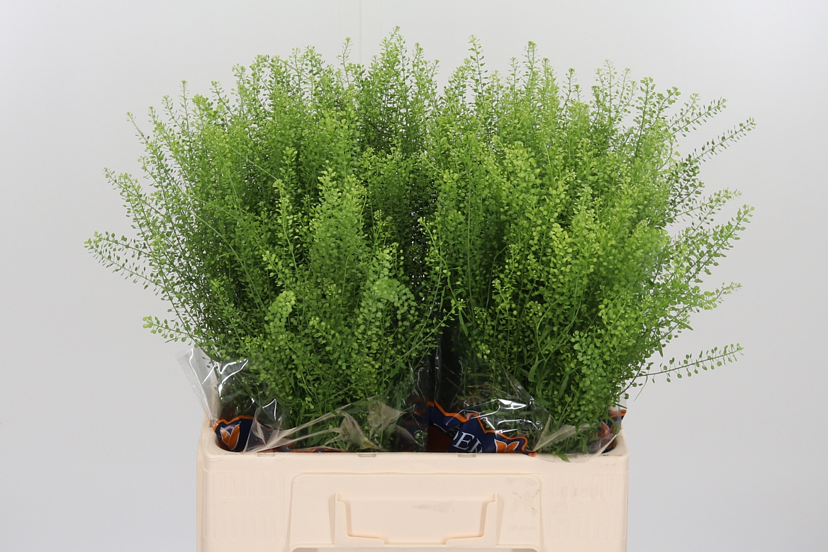 Lepidium Ruderale Green Bell 60cm 10gr.