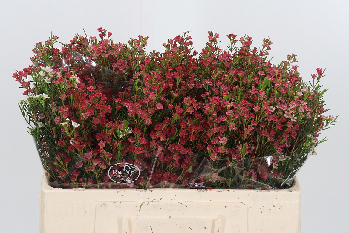 Chamelaucium My Sweet Sixteen 50cm 20gr.