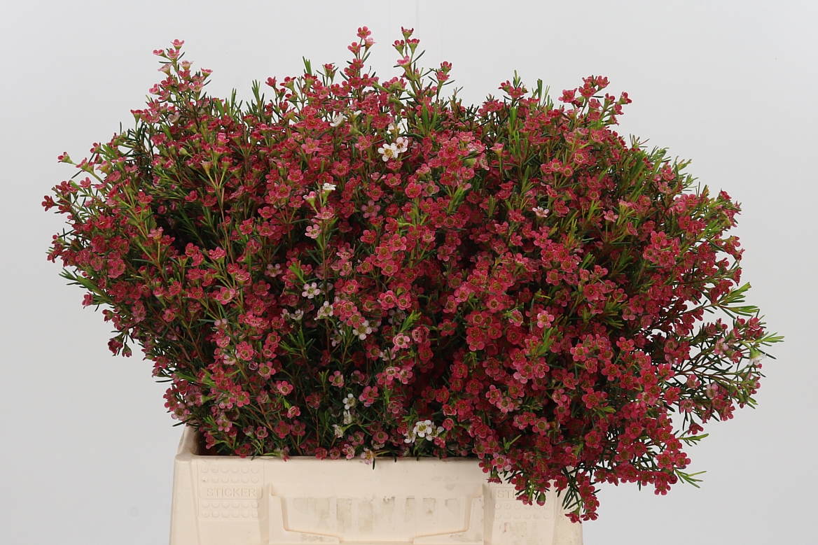 Chamelaucium My Sweet Sixteen 40cm 15gr.
