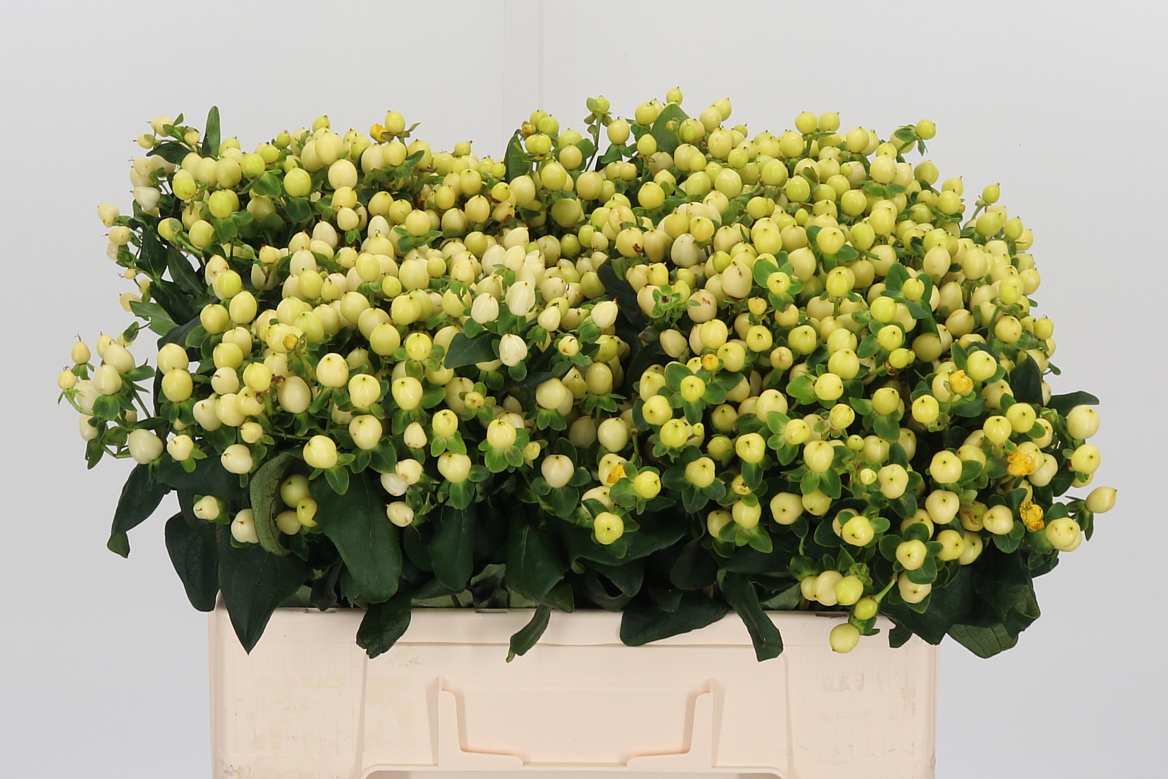 Hypericum Magical Snowprince 52cm