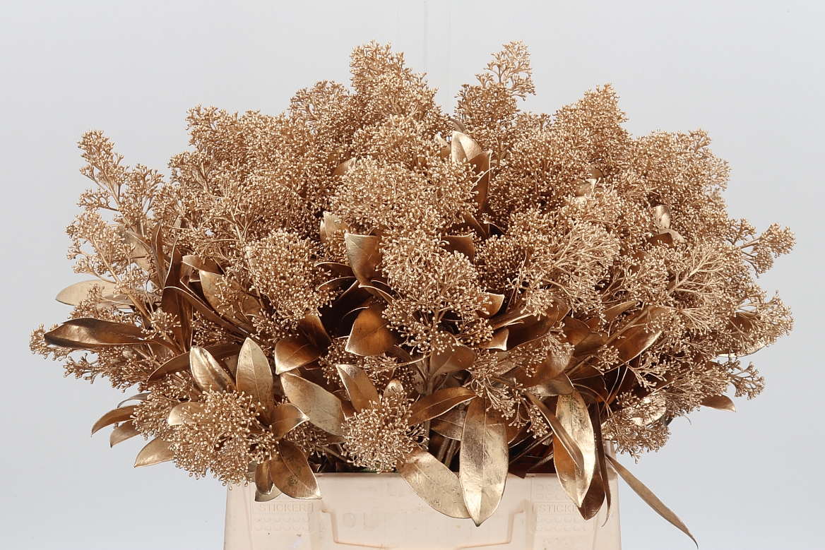 Skimmia Painted Antique Gold Per Bunch 45cm