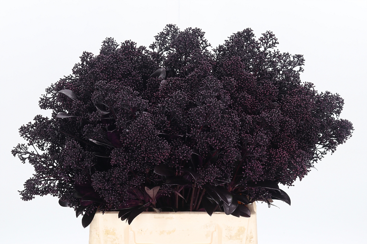 Skimmia Painted Aubergine Per Bunch 45cm