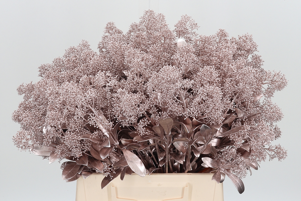 Skimmia Painted Champagne Per Bunch 45cm