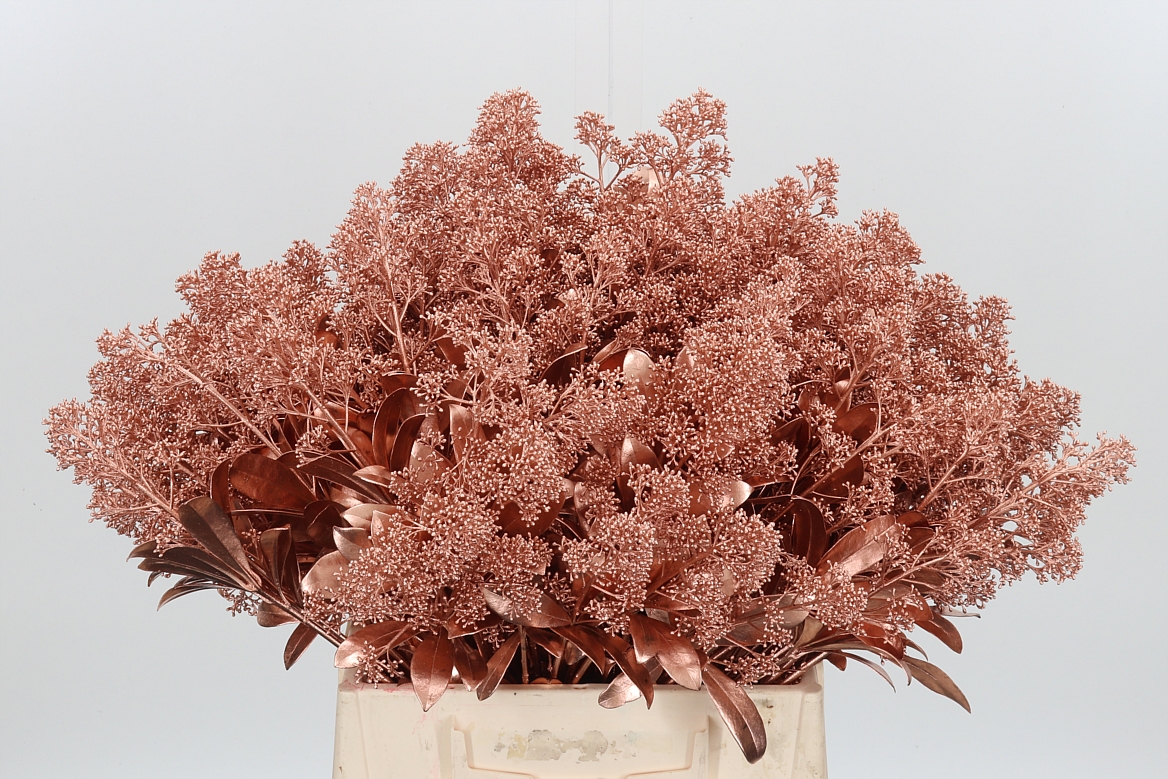 Skimmia Painted Copper Per Bunch 45cm