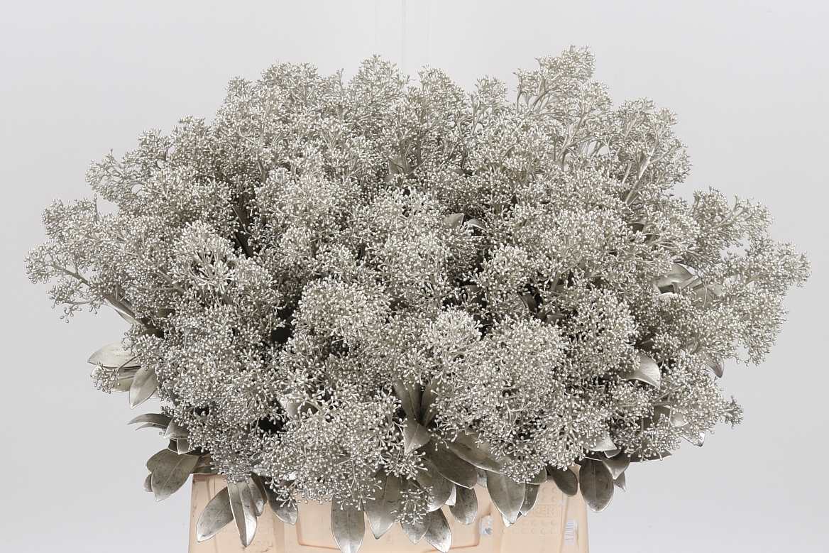 Skimmia Painted Platinum Per Bunch 45cm
