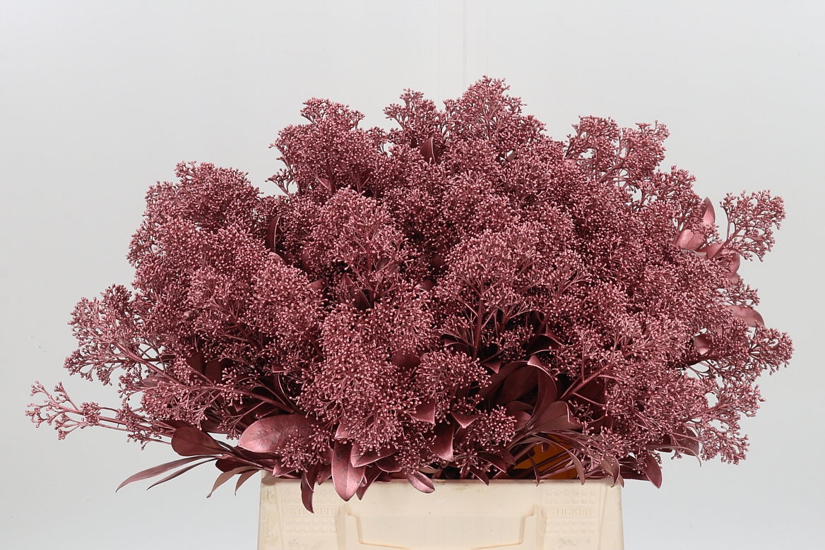 Skimmia Painted Rose Gold Per Bunch 45cm