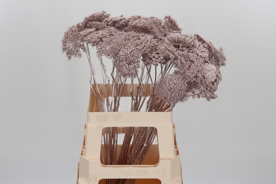 Ammi Painted Champagne 60cm